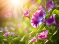 beautiful spring morning glory flowers on blur background
