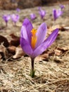 Bright ultra violet crocuses flowers Royalty Free Stock Photo