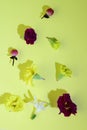 Beautiful spring multicolor floating flowers  close up Royalty Free Stock Photo
