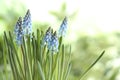 Beautiful spring muscari flowers on blurred background