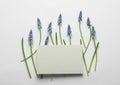 Beautiful spring muscari flowers and card on light background, flat lay Royalty Free Stock Photo