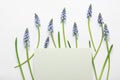 Beautiful spring muscari flowers and card on light background, flat lay Royalty Free Stock Photo