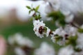 Beautiful spring natural background. Branches of flowering apricot macro in the sun. Soft focus. Summer, spring concepts. Copy spa Royalty Free Stock Photo