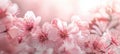 Beautiful spring natural background with pink cherry blossom flowers close up macro Royalty Free Stock Photo