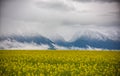 Beautiful spring natural landscape with yellow rapeseed field and dramatic clouds covering mountains in the background Royalty Free Stock Photo