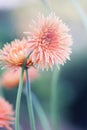 Beautiful spring nature gerbera flowers background. Royalty Free Stock Photo