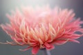 Beautiful spring nature gerbera flowers background. Royalty Free Stock Photo