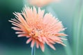 Beautiful spring nature gerbera flowers background. Royalty Free Stock Photo