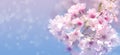 Beautiful spring nature scene with pink blooming cherry tree Royalty Free Stock Photo