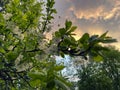 Beautiful spring nature scene with white blooming tree on sunset background