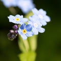 Beautiful spring nots,floral background