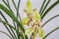 beautiful spring orchid closeup Royalty Free Stock Photo