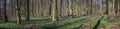 Beautiful spring panorama in a woodland forest with Bluebellos Royalty Free Stock Photo