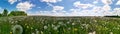 Beautiful spring panoramic shot with a dandelion meadow Royalty Free Stock Photo