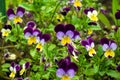 Beautiful spring pansy flowers violet, viola tricolor, heartsease, flowerbed with blooming flowers and green leaves. Flower face Royalty Free Stock Photo