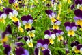 Beautiful spring pansy flowers violet, viola tricolor, heartsease, flowerbed with blooming flowers and green leaves. Royalty Free Stock Photo