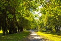 Beautiful, Spring park with alley of old trees Royalty Free Stock Photo