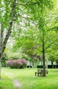 Beautiful spring park. Royalty Free Stock Photo