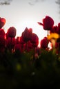 There are a lot of dark red tulips on the lawn. Translucent tulips in the sun look like fireballs. Tulip flower in macro. Royalty Free Stock Photo