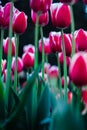 There are a lot of light maroon tulips with white edges on the lawn. Tulip flower close-up from a lower angle. Royalty Free Stock Photo