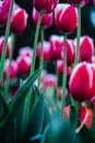 There are a lot of light maroon tulips with white edges on the lawn. Tulip flower close-up from a lower angle. Royalty Free Stock Photo