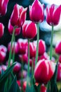 There are a lot of light maroon tulips with white edges on the lawn. Tulip flower close-up from a lower angle. Royalty Free Stock Photo