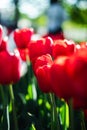 There are a lot of red tulips on the lawn, through which the rays of the sun penetrate. Darwinian hybrids. Tulip flower close-up Royalty Free Stock Photo