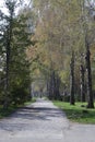 Beautiful spring park with a road. Beautiful birch park on a sunny day.