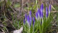 Beautiful spring pearls, crocuses. Bloom as soon as the snow melts