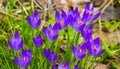 Beautiful spring pearls, crocuses. Bloom as soon as the snow melts