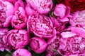 Beautiful spring peony flowers in the summer garden Royalty Free Stock Photo