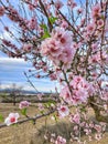 Beautiful spring pink blossom almond Royalty Free Stock Photo