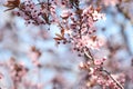 Beautiful spring pink blossoms on tree branches against blue sky. Space for text Royalty Free Stock Photo