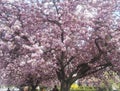 Beautiful spring pink cherry tree blossom in Prague