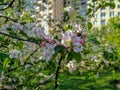 Beautiful spring pink flowers bloom on the trees in the nature environment and soft green grass on sunny blue sky warm day picnic Royalty Free Stock Photo