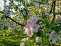 Beautiful spring pink flowers bloom on the trees in the nature and soft green grass on sunny blue sky warm day picnic park closeup Royalty Free Stock Photo