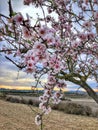 Beautiful spring pink flowers Bloom wild nature First flowers almonds blossom Royalty Free Stock Photo