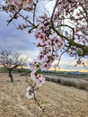 Beautiful spring pink flowers Royalty Free Stock Photo