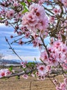 Beautiful spring pink flowers Bloom wild nature Royalty Free Stock Photo