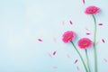 Beautiful spring pink flowers on blue pastel table top view. Floral border. Flat lay style.