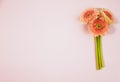 Beautiful spring pink flowers on blue pastel table top view. Floral border. Flat lay style. Royalty Free Stock Photo