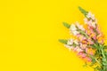 Beautiful spring pink flowers on yellow pastel table top view. Floral border.Flat lay. Royalty Free Stock Photo