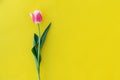 Beautiful spring pink tulip floral yellow color background with copy space. Top view. Objects on a simple background