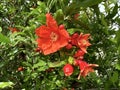 Spring blooming pomegranate (Punica granatum Royalty Free Stock Photo