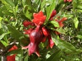 Spring blooming pomegranate (Punica granatum Royalty Free Stock Photo