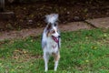 Beautiful spring portrait of adorable Gray and white border collie in the blossoming park