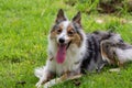 Beautiful spring portrait of adorable Gray and white border collie in the blossoming park