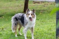 Beautiful spring portrait of adorable gray and white border collie in the blossoming park