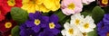 Beautiful spring primula primrose flowers as background, top view. Banner design Royalty Free Stock Photo