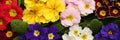 Beautiful spring primula primrose flowers as background, top view. Banner design Royalty Free Stock Photo